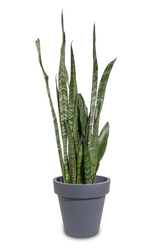 Paşa Kılıcı, Peygamber Kılıcı, Sansevieria Trifasciata,