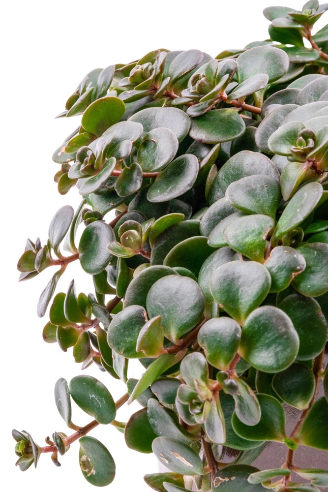 Sedum Makinoi, sukulent bakımı, Sedum bitkisi, bahçe bitkile